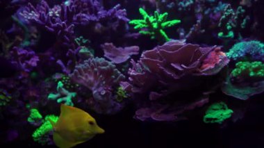 Akvaryumdaki neon ışığın altındaki mercanın yakın çekim görüntüleri.