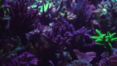 Akvaryumdaki neon ışığın altındaki mercanın yakın çekim görüntüleri.