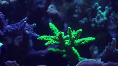 Akvaryumdaki neon ışığın altındaki mercanın yakın çekim görüntüleri.