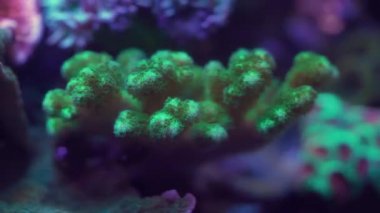 Akvaryumdaki neon ışığın altındaki mercanın yakın çekim görüntüleri.