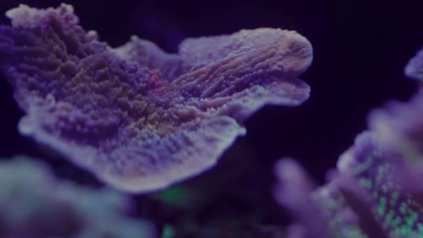 水族馆霓虹灯下珊瑚的特写镜头 — 图库视频影像