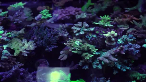 Nahaufnahmen Von Korallen Unter Neonlicht Aquarium — Stockvideo