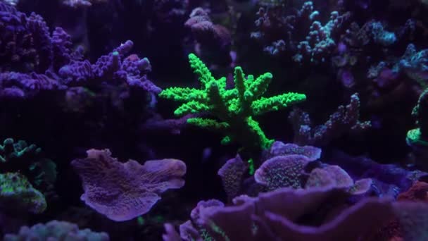 Nahaufnahmen Von Korallen Unter Neonlicht Aquarium — Stockvideo