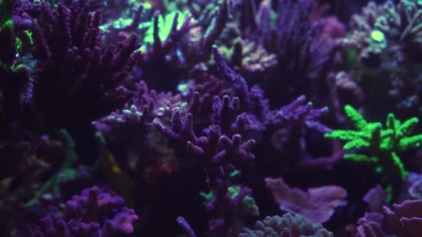 Close Beelden Van Koraal Onder Neonlicht Aquarium — Stockvideo