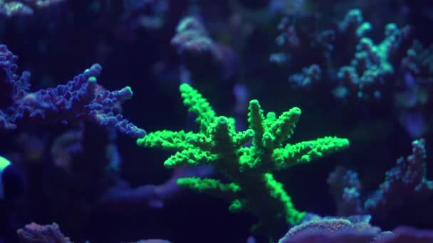 Nahaufnahmen Von Korallen Unter Neonlicht Aquarium — Stockvideo