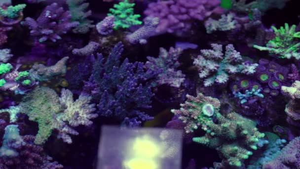 Images Gros Plan Corail Sous Lumière Néon Dans Aquarium — Video