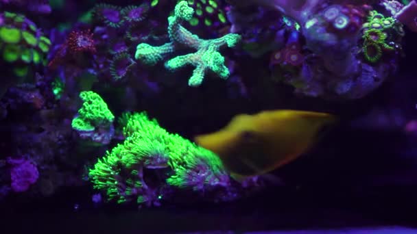 Close Beelden Van Koraal Onder Neonlicht Aquarium — Stockvideo