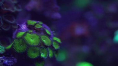 Akvaryumdaki neon ışığın altındaki mercanın yakın çekim görüntüleri.