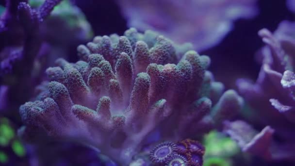 Primer Plano Imágenes Coral Bajo Luz Neón Acuario — Vídeos de Stock