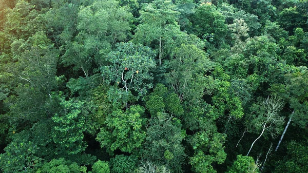 Foresta pluviale drone vista aerea dall'alto — Foto Stock