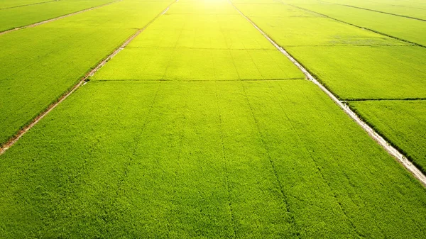 美丽的绿色农业田的鸟瞰图 — 图库照片