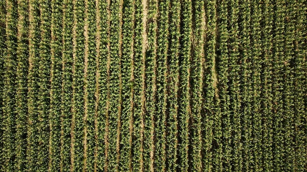 Vista Aérea Del Hermoso Campo Agricultura Verde — Foto de Stock