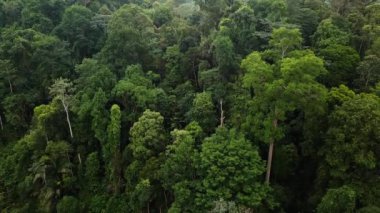Malezya tropikal yağmur ormanları havadan görüntüleri