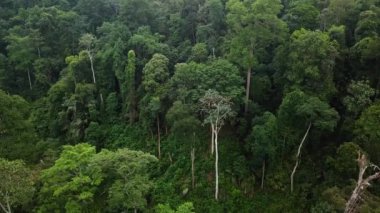 Malezya tropikal yağmur ormanları havadan görüntüleri