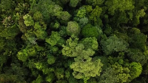 马来西亚热带雨林的空中镜头 — 图库视频影像
