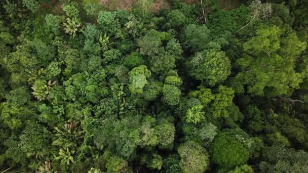 马来西亚热带雨林的空中镜头 — 图库视频影像