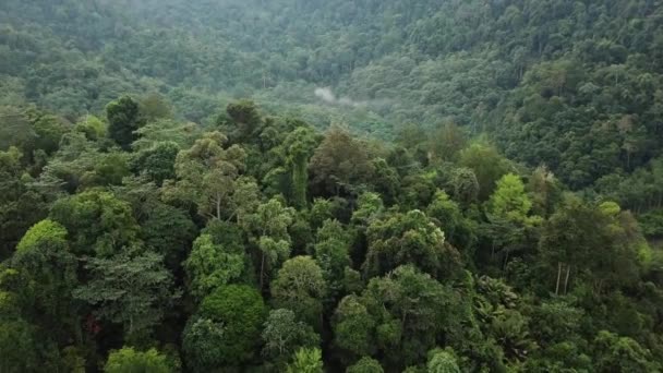 images aériennes de la forêt tropicale humide en Malaisie 