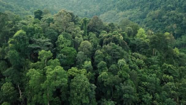 Imagens Aéreas Floresta Tropical Malásia — Vídeo de Stock