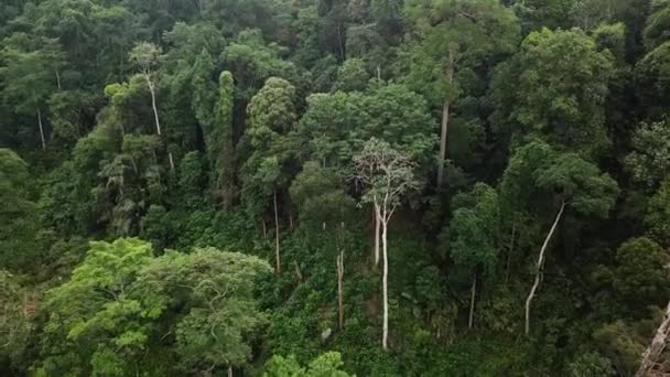 Flygbilder Tropisk Regnskog Malaysia — Stockvideo