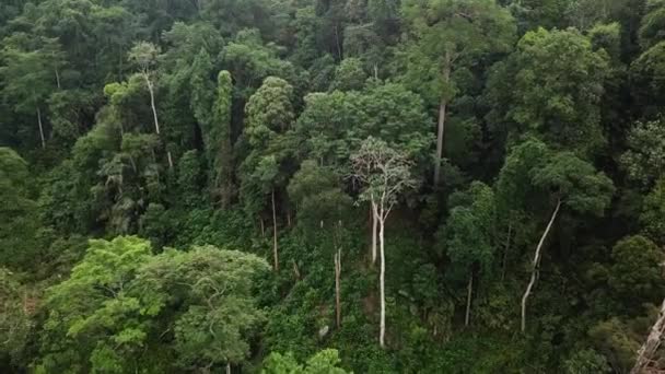 Aerial Footage Tropical Rainforest Malaysia — Stock Video