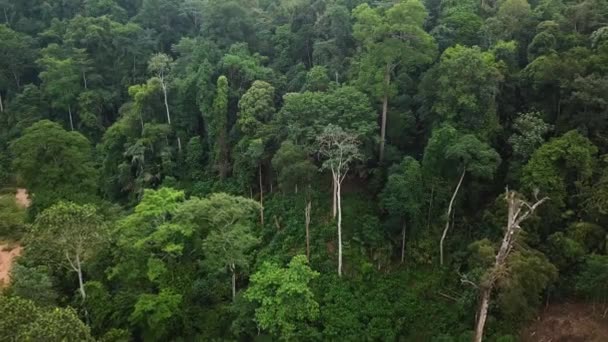 Aerial Footage Tropical Rainforest Malaysia — Stock Video