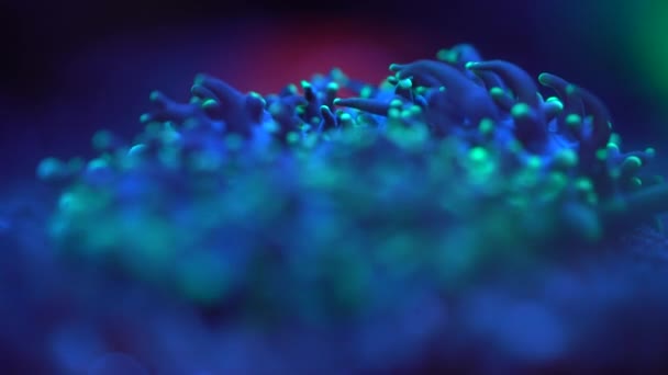 Images Gros Plan Corail Sous Lumière Néon Dans Aquarium — Video