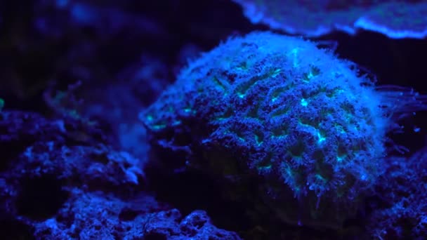 Close Footage Coral Neon Light Aquarium — Stock Video