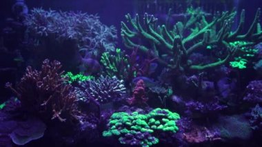 Akvaryumdaki neon ışığın altındaki mercanın yakın çekim görüntüleri.