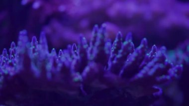 Akvaryumdaki neon ışığın altındaki mercanın yakın çekim görüntüleri.