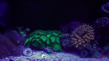 Akvaryumdaki neon ışığın altındaki mercanın yakın çekim görüntüleri.