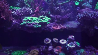 Akvaryumdaki neon ışığın altındaki mercanın yakın çekim görüntüleri.