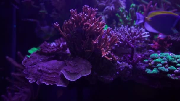 水族館のネオンの下にあるサンゴのクローズアップ映像です — ストック動画