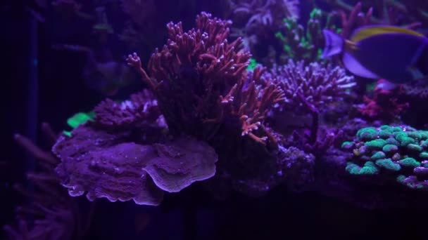 Close Beelden Van Koraal Onder Neonlicht Aquarium — Stockvideo