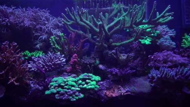 detailní záběry korálů pod neonovým světlem v akváriu