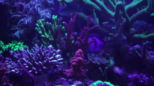 Images Gros Plan Corail Sous Lumière Néon Dans Aquarium — Video