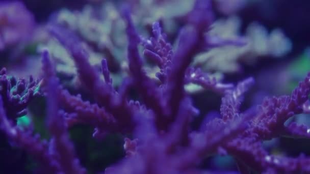 Images Gros Plan Corail Sous Lumière Néon Dans Aquarium — Video