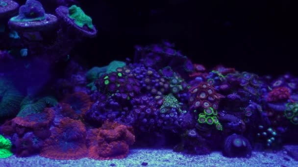 Images Gros Plan Corail Sous Lumière Néon Dans Aquarium — Video