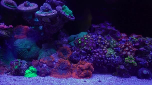 Közeli Felvétel Korallról Neonfényben Akváriumban — Stock videók