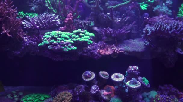 Nahaufnahmen Von Korallen Unter Neonlicht Aquarium — Stockvideo