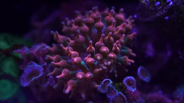 Close Footage Coral Neon Light Aquarium — Stock Video