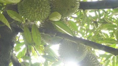 tropikal orman içinde ağaç üzerinde asılı jackfruits yakın çekim görüntüleri