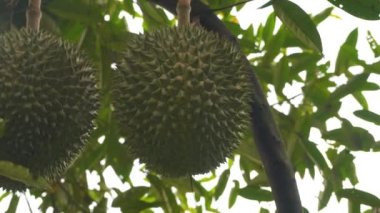 tropikal orman içinde ağaç üzerinde asılı jackfruits yakın çekim görüntüleri