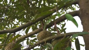 tropikal orman içinde ağaç üzerinde asılı jackfruits yakın çekim görüntüleri