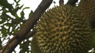 tropikal orman içinde ağaç üzerinde asılı jackfruits yakın çekim görüntüleri