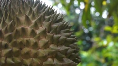 tropikal ormanda ağaç asılı jackfruit yakın çekim görüntüleri