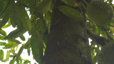 tropikal orman içinde ağaç üzerinde asılı jackfruits yakın çekim görüntüleri