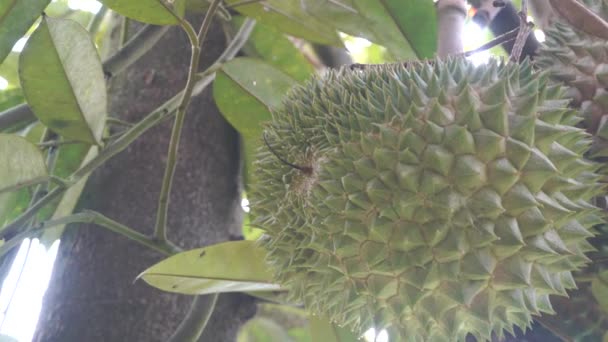 Tropikal Orman Içinde Ağaç Üzerinde Asılı Jackfruits Yakın Çekim Görüntüleri — Stok video