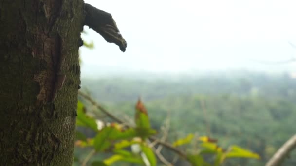 Szczegół Materiału Jackfruits Wiszące Drzewie Lesie Tropikalnym — Wideo stockowe