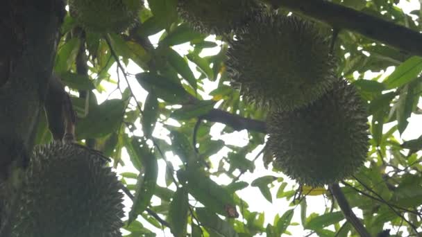 Close Footage Jackfruits Hanging Tree Tropical Forest — Stock Video