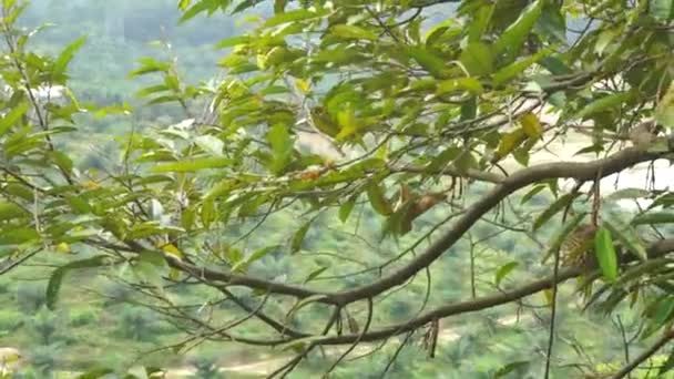 Close Beelden Van Jackfruits Opknoping Boom Tropisch Woud — Stockvideo